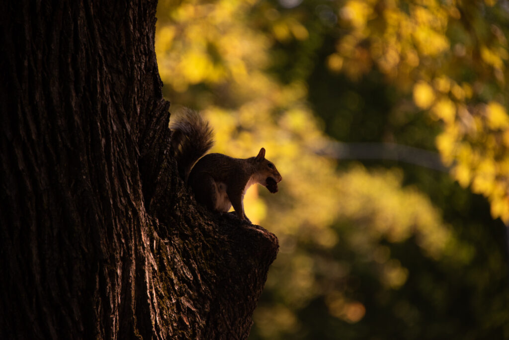 NYC & Canada Ft. BDC