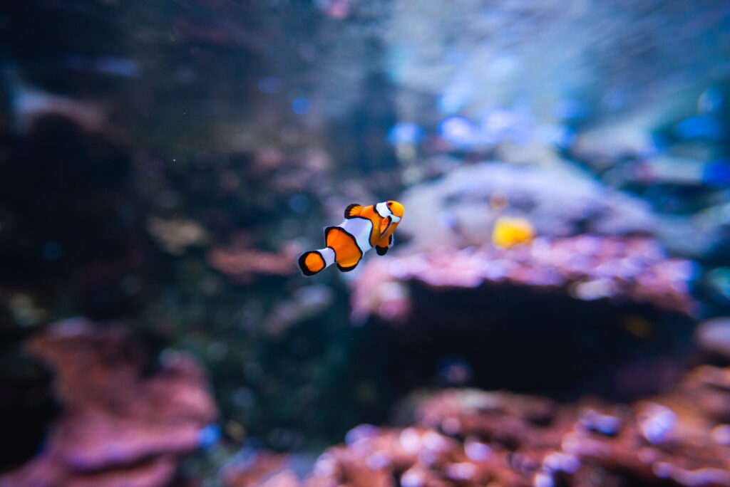 NYC & Canada Ft. BDC