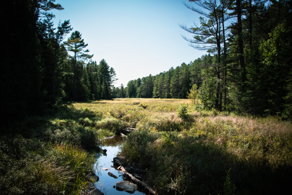 NYC & Canada Ft. BDC