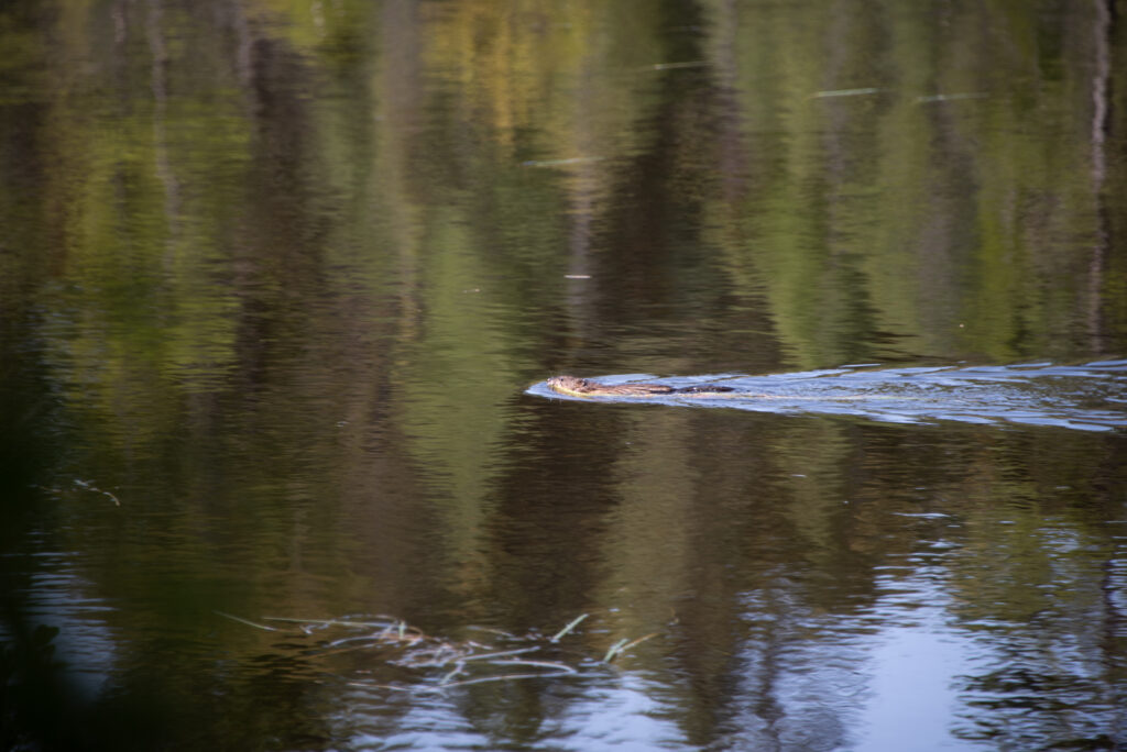 NYC & Canada Ft. BDC