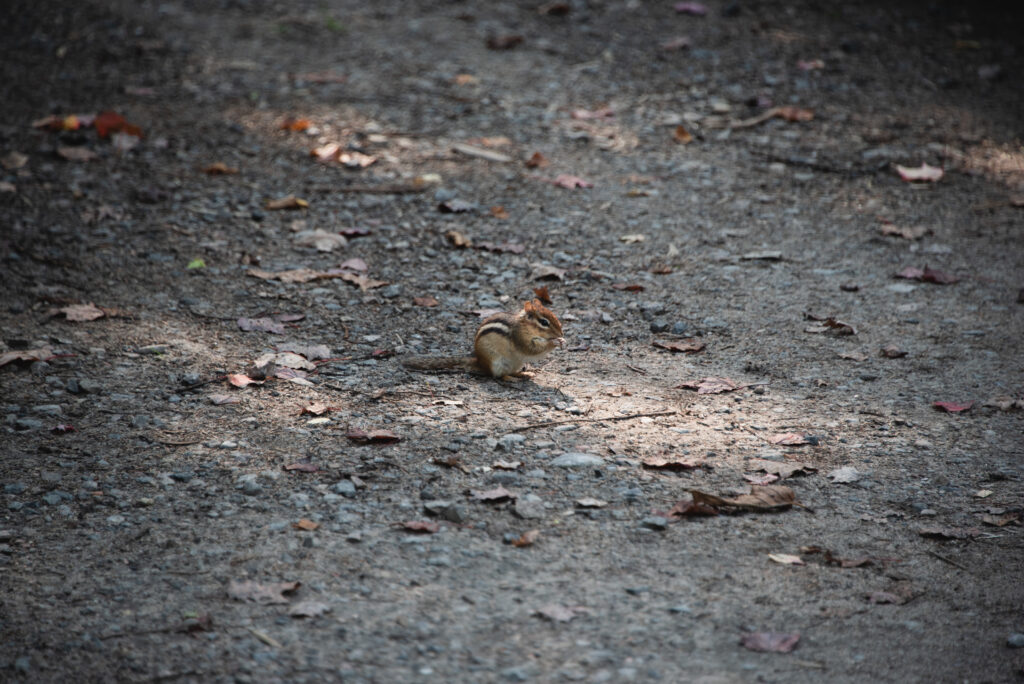 NYC & Canada Ft. BDC